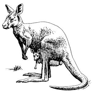 kanguruo