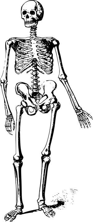 skeleto