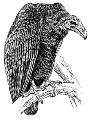 vulturo