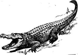 aligatoro