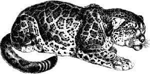 jaguaro
