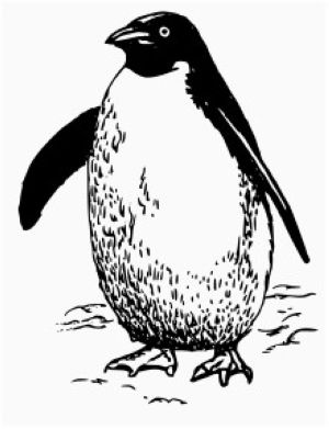 pingveno